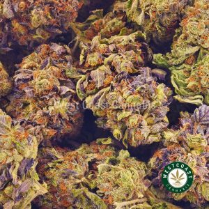 Buy Cannabis Pink Diesel at Wccannabis Online Shop
