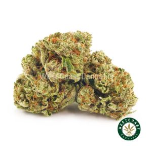 Purple Kush nugs. buy weed online. buy online weeds at the best online dispensary canada. purchase weed online canada.