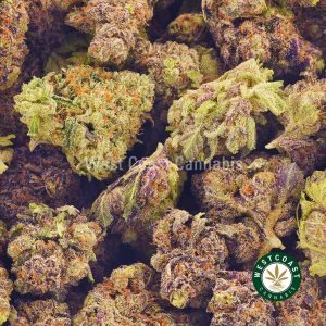 Buy Cannabis Purple God Bud Popcorn at Wccannabis Online Shop