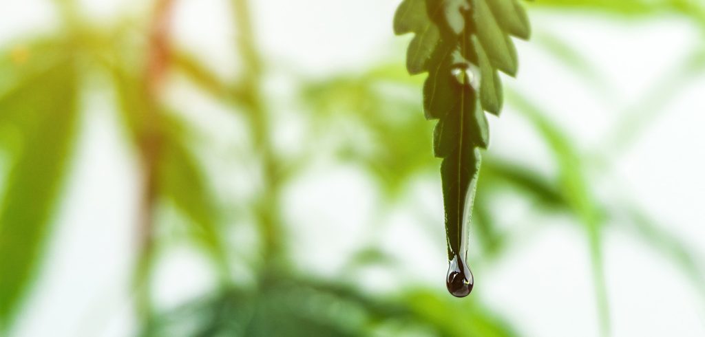 cannabis oil drop on marijuana leaf. RSO. Phoenix tears in Canada. buy weeds online. Canadian online dispensary.