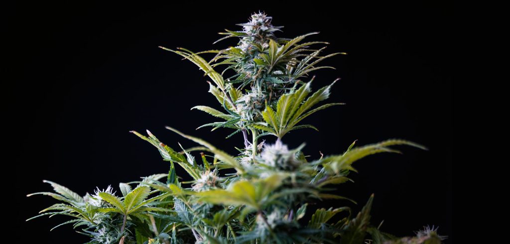 Photo of Blue God strain cannabis plant from west coast cannabis online weed dispensary for mail order weed.