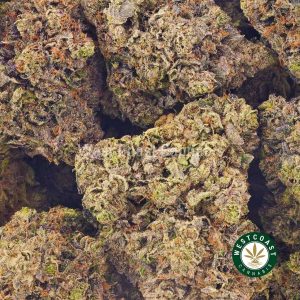 Blackberry Slurricane budget buds at West Coast Cannabis. order weed online canada. online dispensary in canada. lindsay og strain.