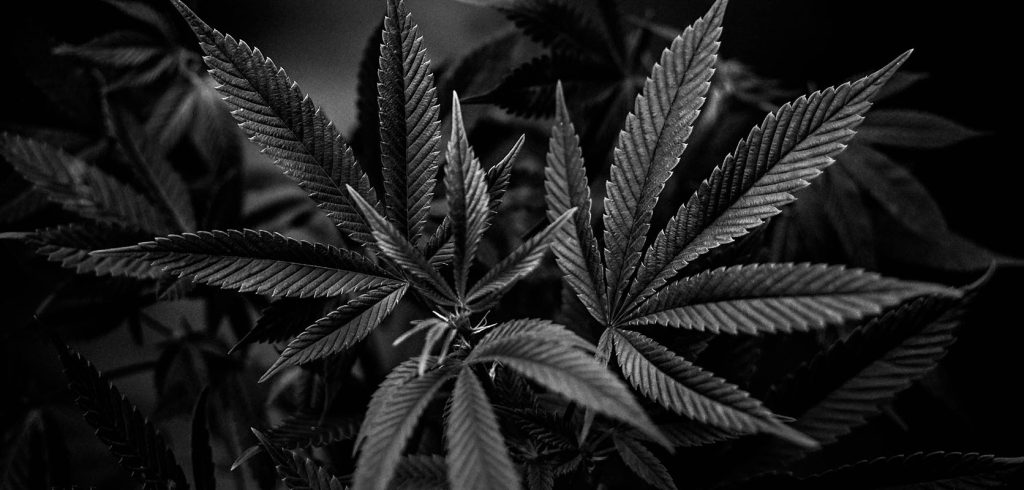 black and white photo of cannabis plant Donkey Butter strain. pot store for weed vapes and vape pens. weed pens. Dispencary. Buy weed online Canada.