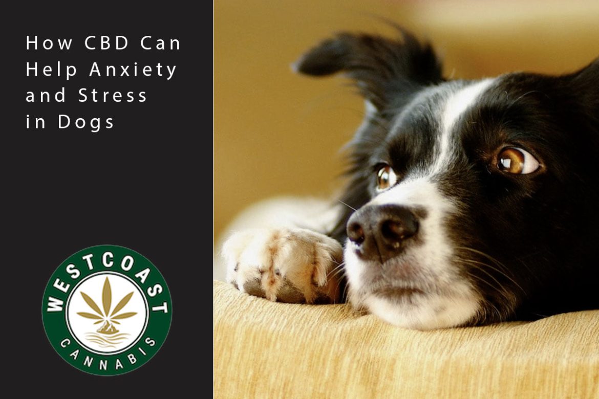 wcc blog anxiety in dogs