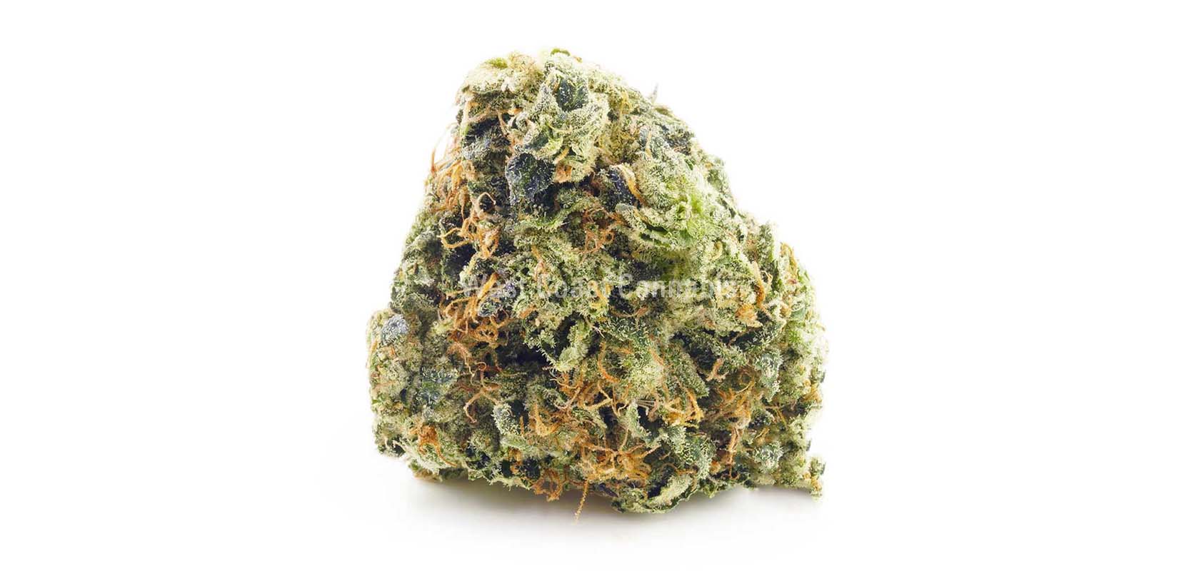 Cheap weed budget buds Master Jedi strain from dispensary for cheapweed and BC cannabis. marijuana dispensary. weed edibles. canada weed. Dispencary.