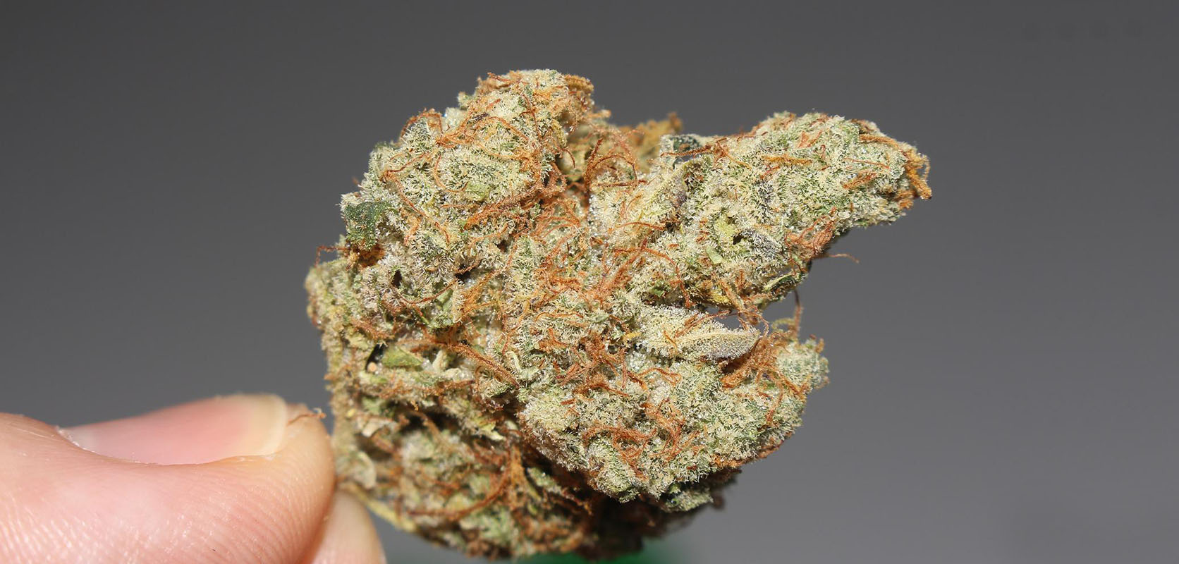 Close up of Watermelon Kush budget buds from cheapweed dispensary West Coast Cannabis. Buy weed online Canada. 