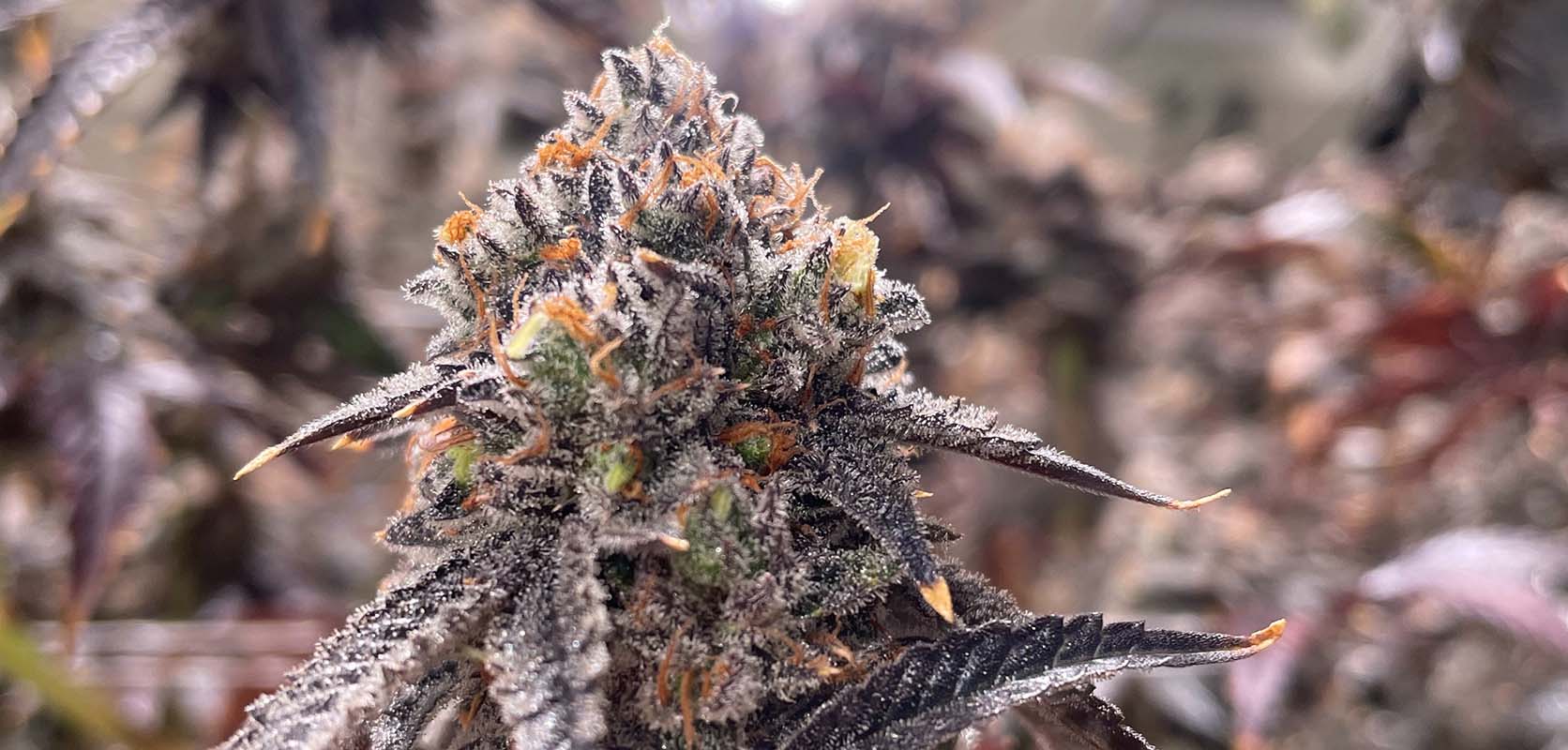 Trichomes on a Watermelon Kush cannabis plant. Watermelon Kush review from online dispensary Canada for BC cannabis and mail order weed online Canada. Buy weed.
