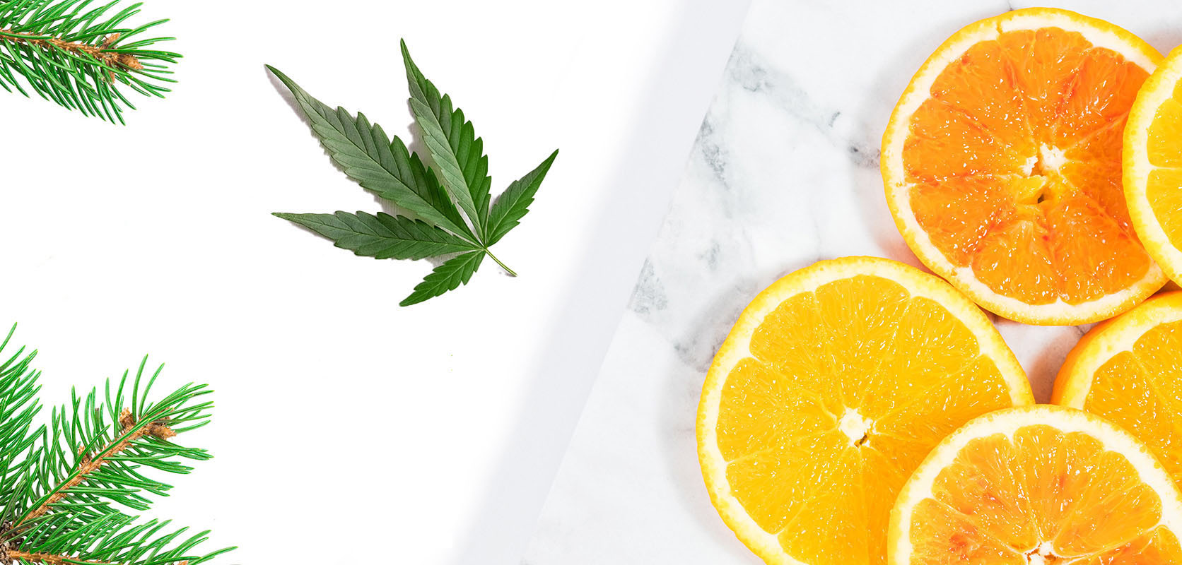 oranges and cannabis leaves. weed dispensary to buy cheapweed online in Canada. Shatter. buy online weeds.
