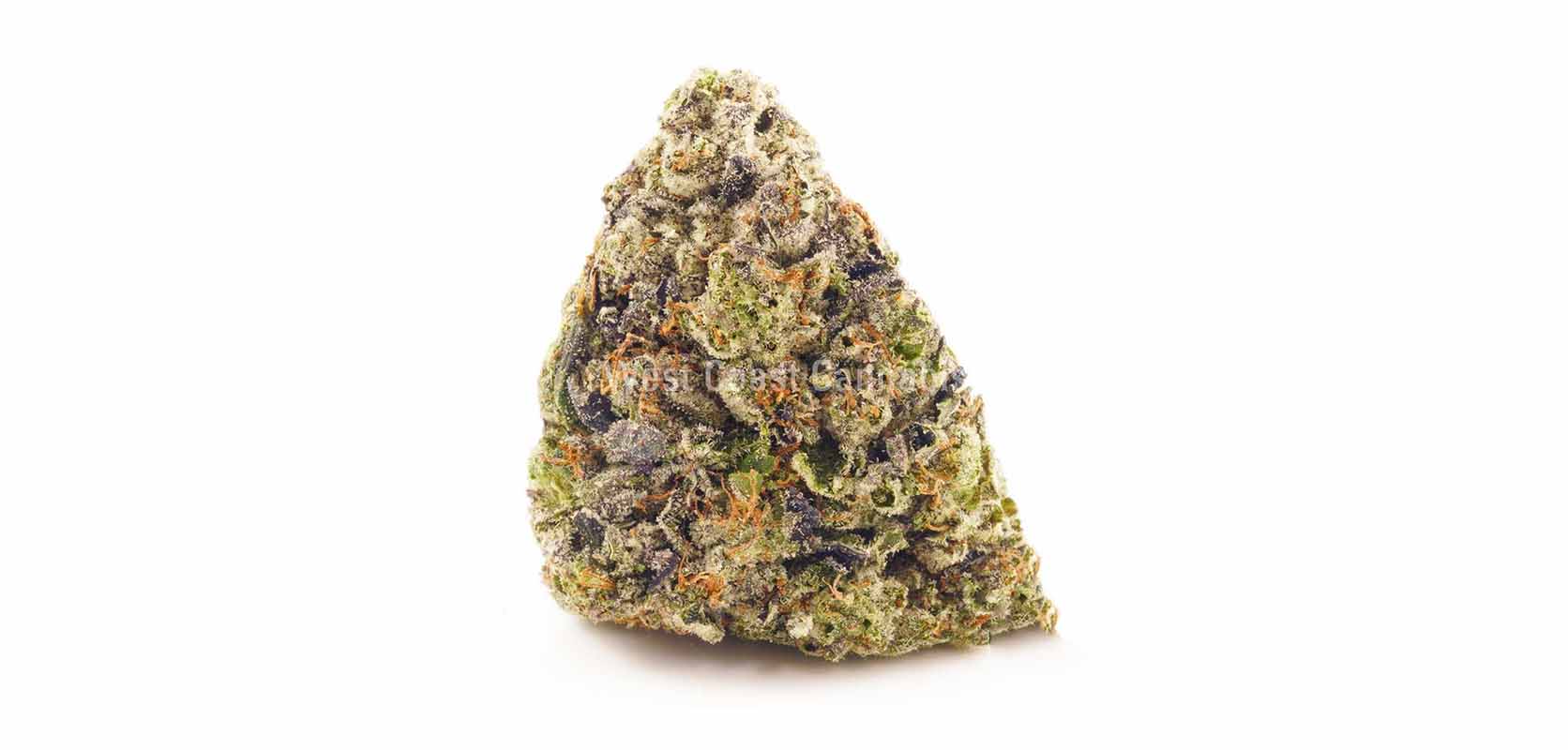 Purple Gasoline Sativa strains for sale online in Canada at West Coast Cannabis online dispensary Canada for mil order marijuana and cheapweed value buds.
