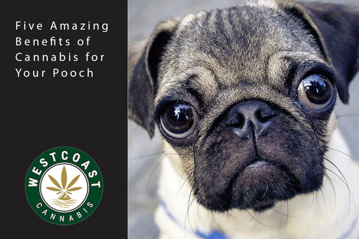 benefits for pooch