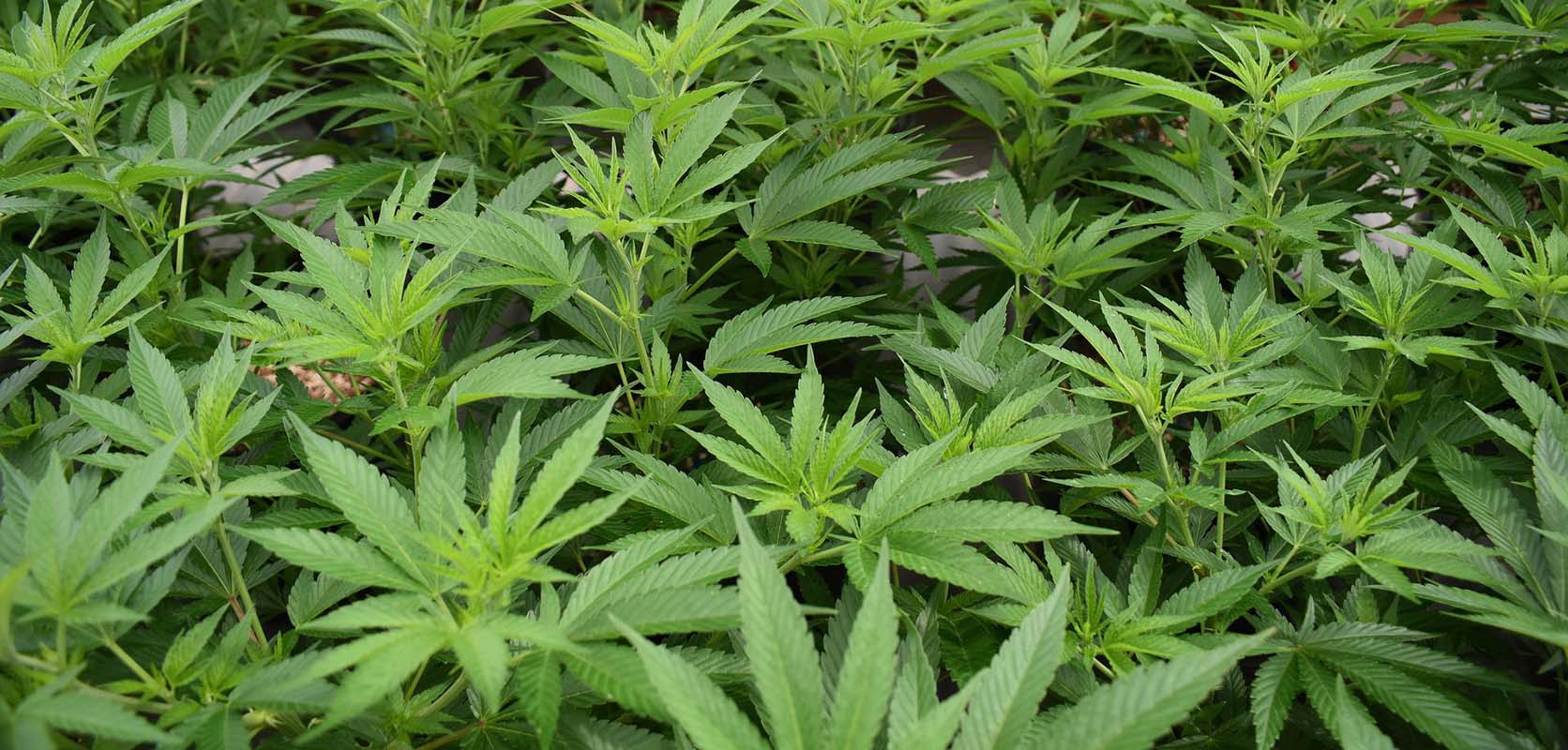 cannabis plants growing Violator Kush strain. Buy weed online Canada. Violator Kush strain review. Budget Buds from dispensary for cheapweed.