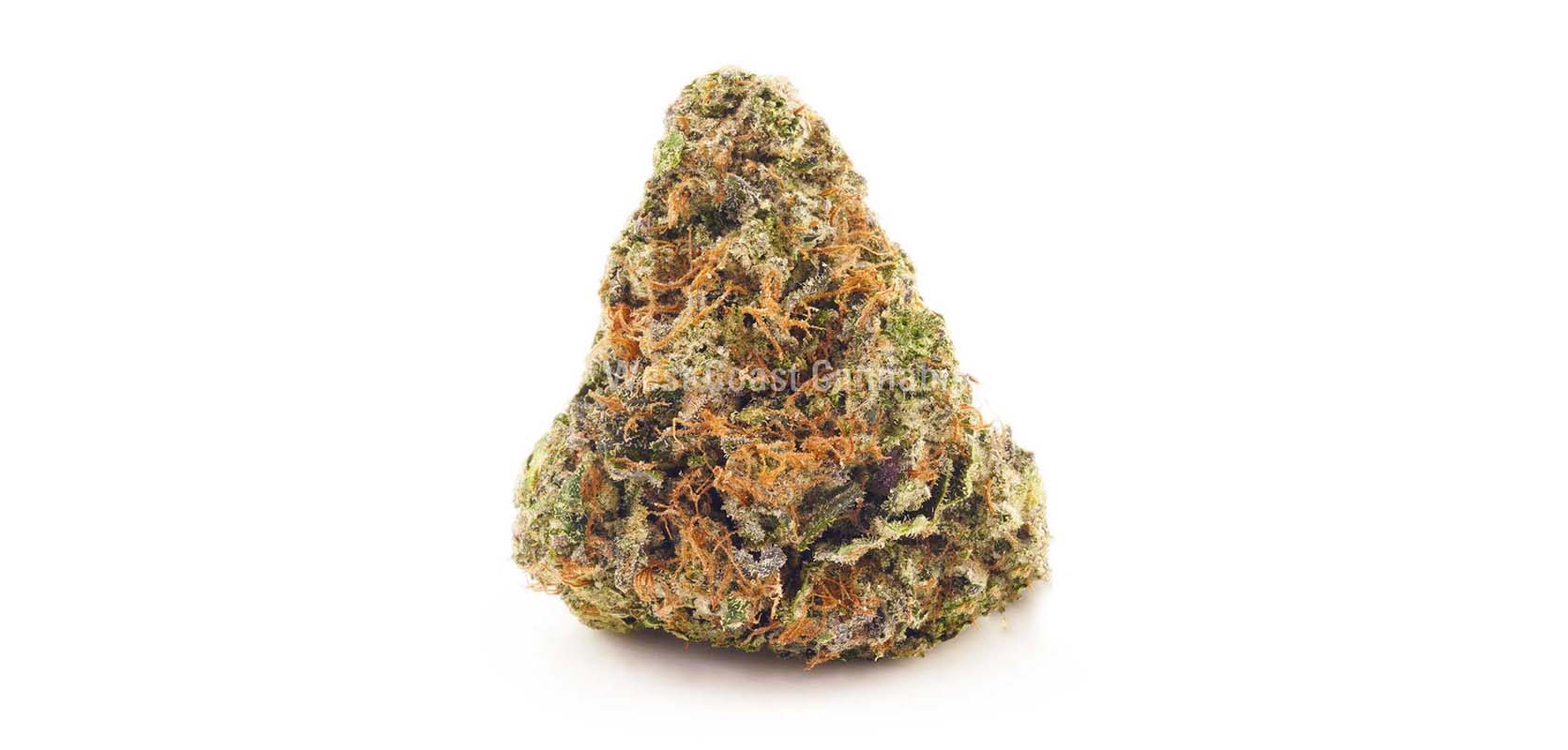 Bruce Banner weed online Canada. Buy weed online from an online dispensary with mail order marijuana in Canada. Buy weed.