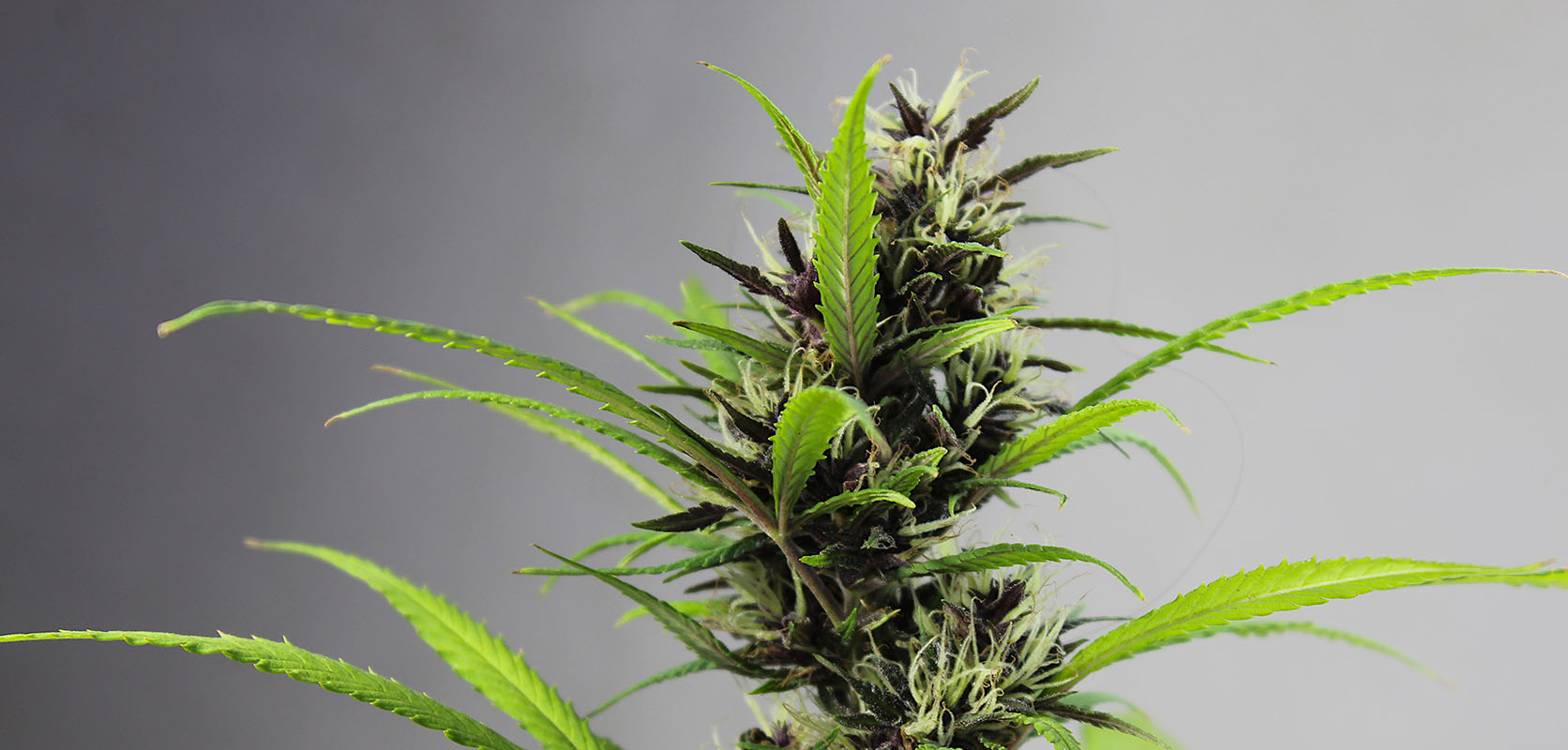 Cannabis plant growing Black Widow strain weed for sale online in Canada. Weed dispensary for mail order marijuana, value buds, edibles online and dispensary weed.