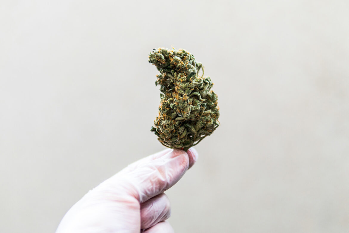 Sativa value buds. Best sativa strains in Canada from West Coast Cannabis online dispensary for mail order marijuana.