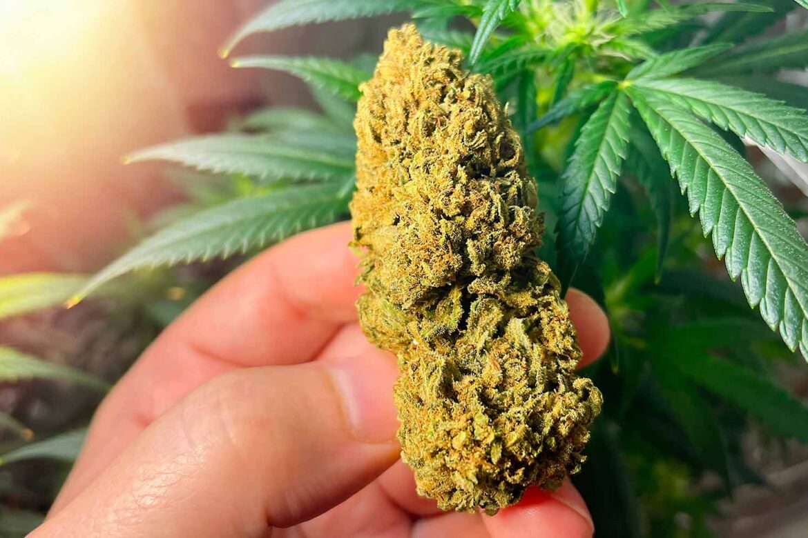 Mail order marijuana value buds from West Coast Cannabis online weed dispensary Canada.