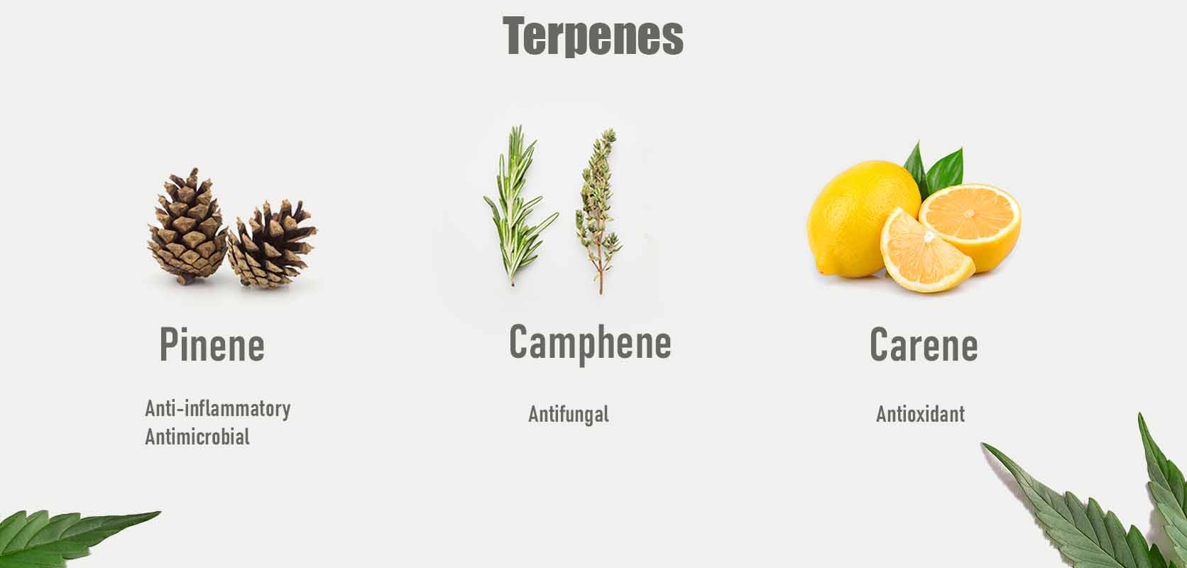 Terpenes in Fruity Pebbles strain weed online Canada. Fruity Pebbles strain review from West Coast Cannabis mail order marijuana online dispensary Canada. Dispensary weed store. cheapweed and value buds.