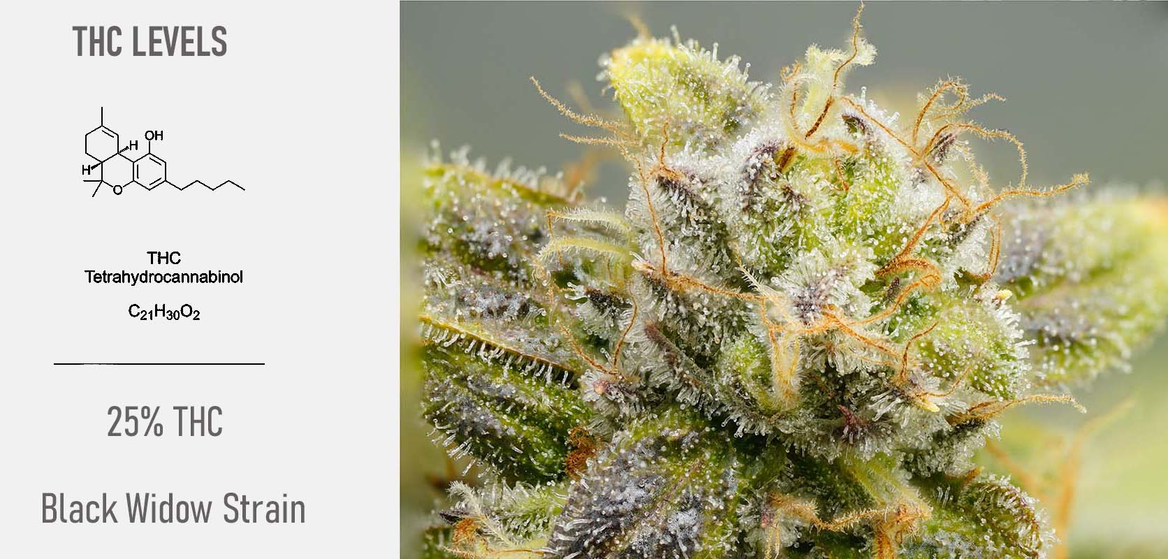 Trichomes on Black Widow strain weed at West Coast Cannabis online dispensary for mail order marijuana value buds and dispensary weed. Black Widow Strain Review.