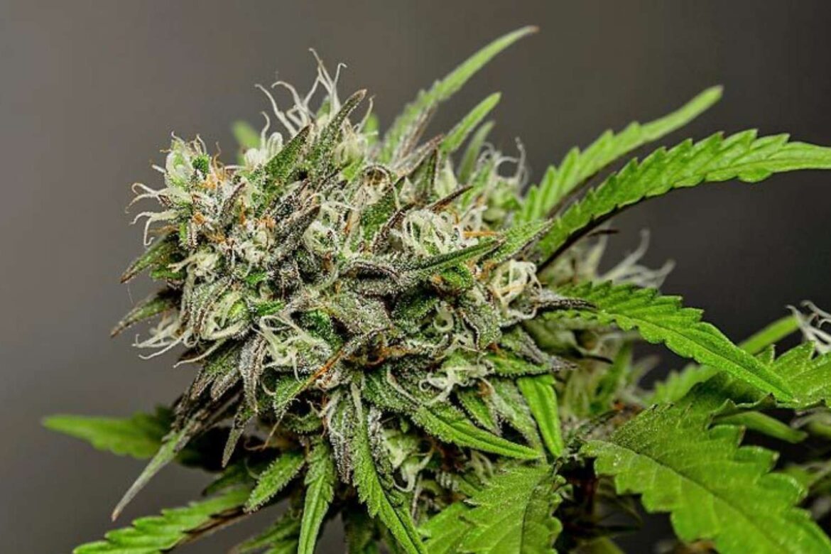 Black Bubba strain remains one of the most powerful Indica strains in the market. No doubt that today's cannabis are more potent than ever before.