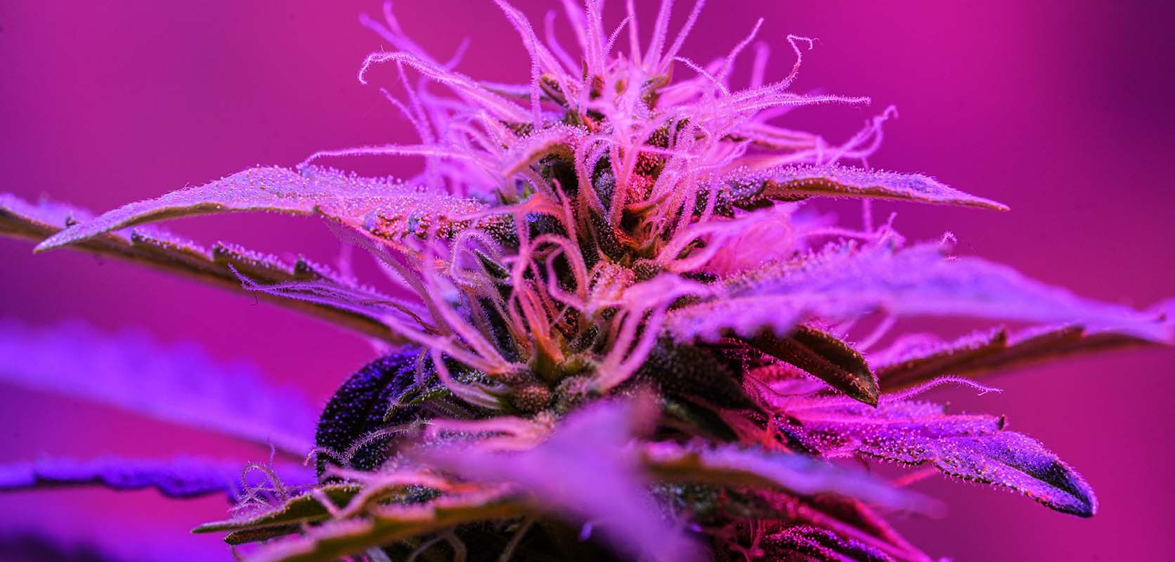 Starburst Strain cannabis plant and a Starburst Strain Review from wccannabis online dispensary and mail order marijuana weed store to buy weed online.