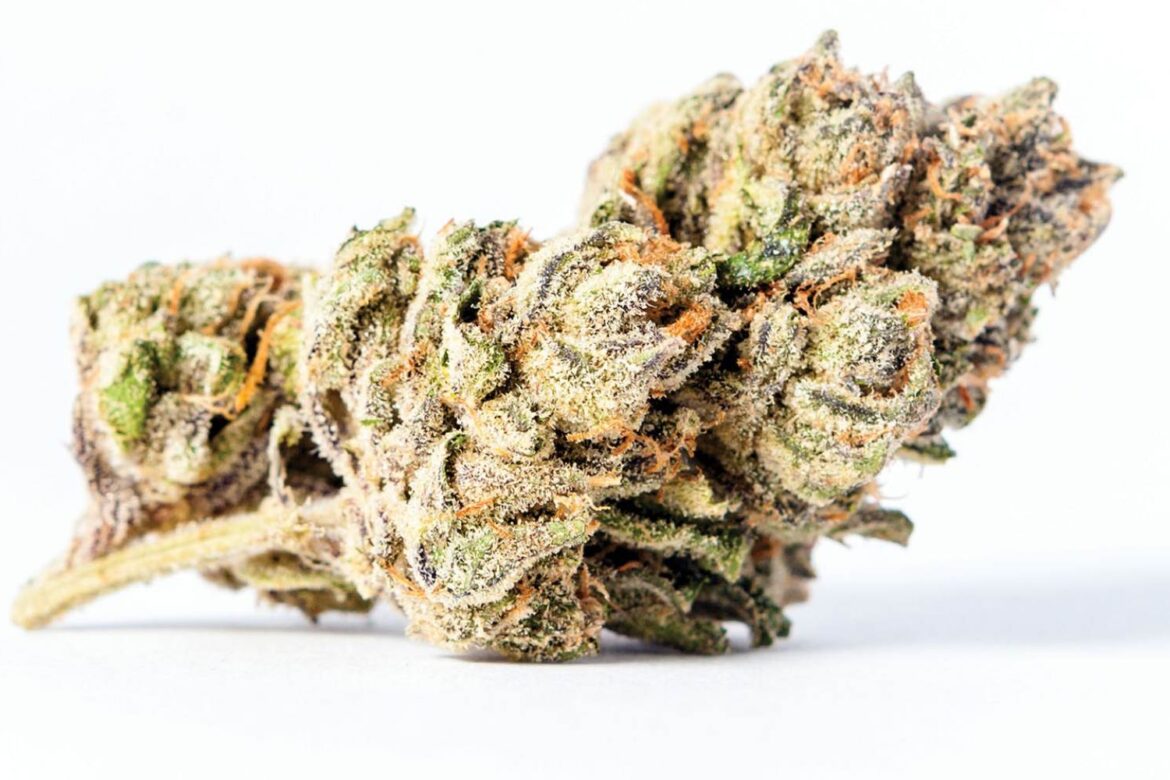 In this blog, find out everything you wanted to know about this mouthwatering zkittlez strain and enjoy the yummiest delicacy you can imagine.