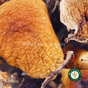 Buy Magic Mushroom Amazonian at Wccannabis Online Shop