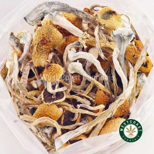 Buy Mushrooms Thai at Wccannabis Online Shop