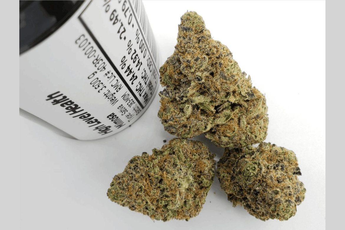 In this article, we take a closer look at how this delicious mimosa strain came into existence, where you can buy it online on the Canadian market!