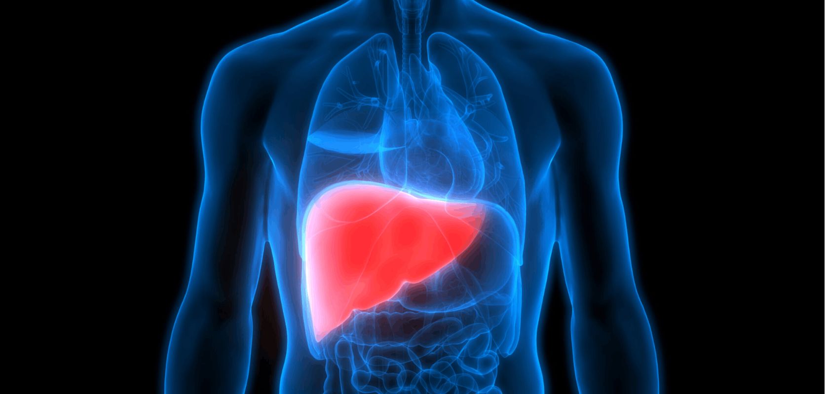 The liver is a large, vital organ located in the upper right part of the abdomen. It plays a crucial role in digestion and has several key functions