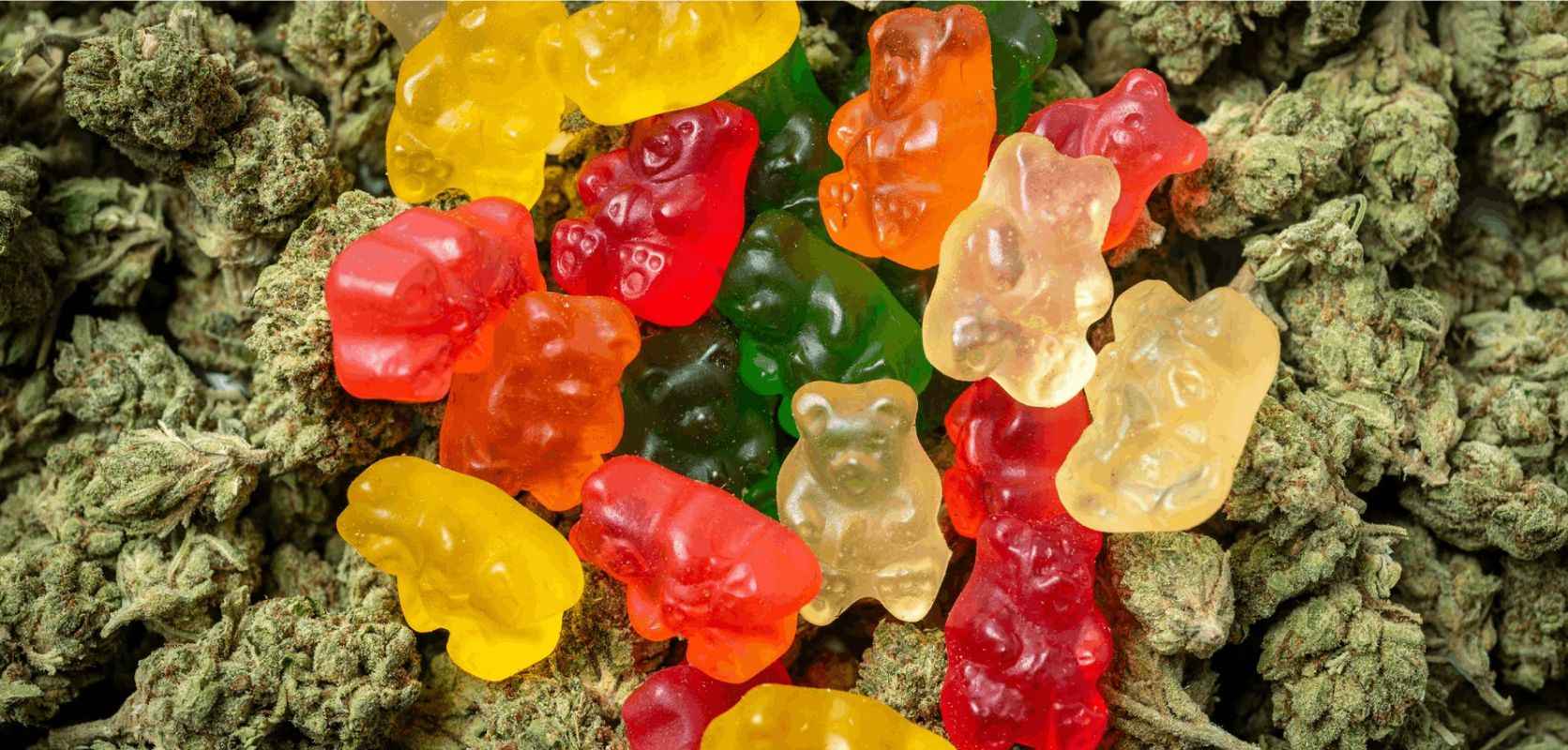 THC gummies are edible candies infused with tetrahydrocannabinol (THC), the main psychoactive component of marijuana. 