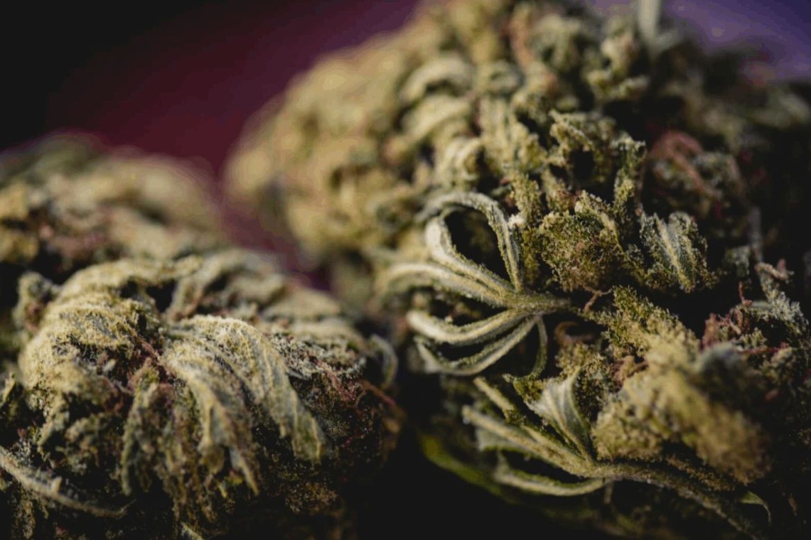 This comprehensive guide features the best strains high in THCV strains that taste amazing, are long-lasting, effective, and most importantly, safe.