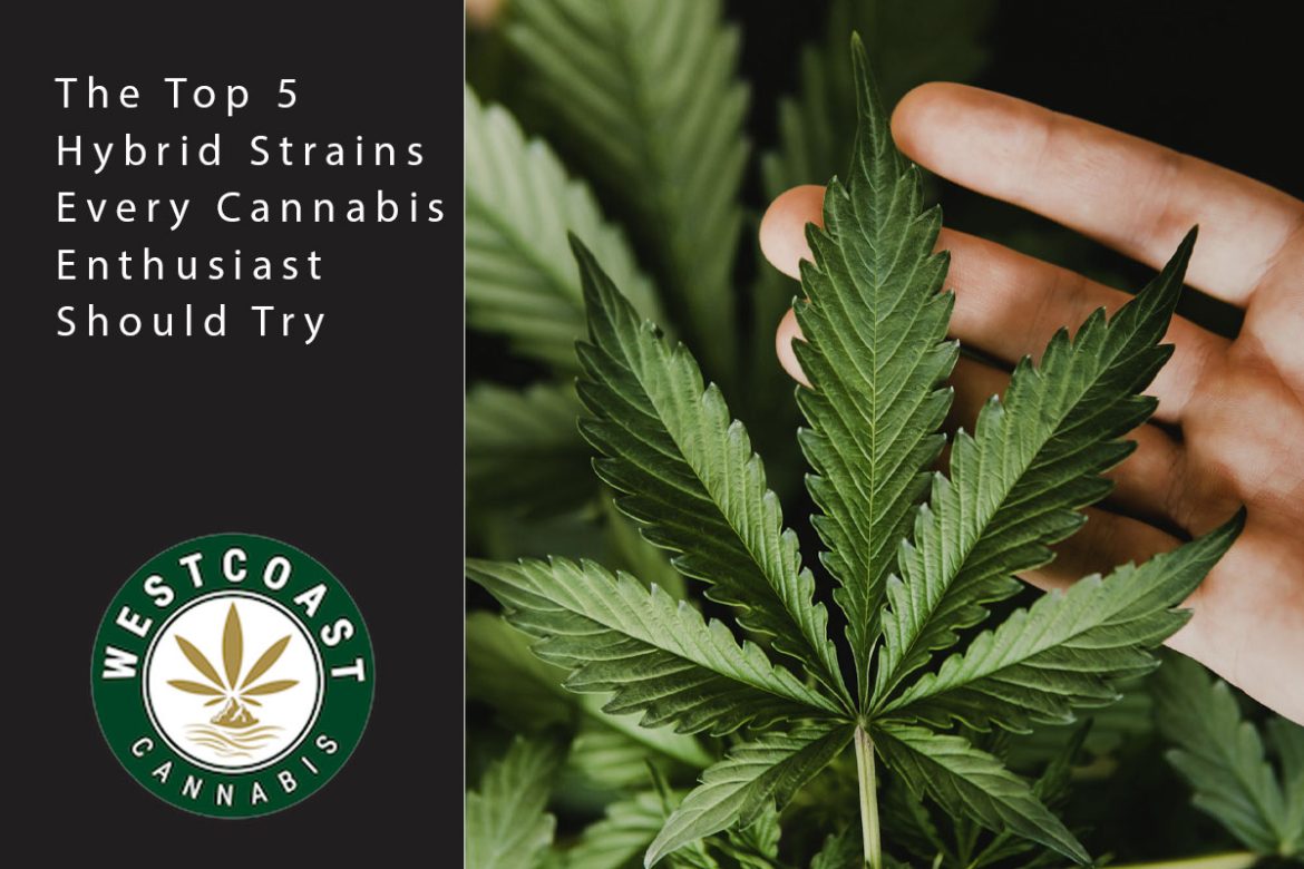 The Top 5 Hybrid Strains Every Cannabis Enthusiast Should Try West