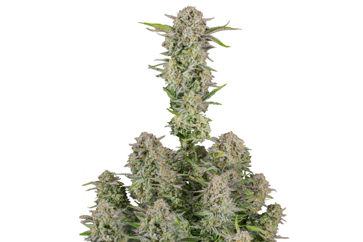 In this guide to the Bruce Banner strain, we'll explore its THC content, aromas & effects, so you fully understand what makes this strain so special.