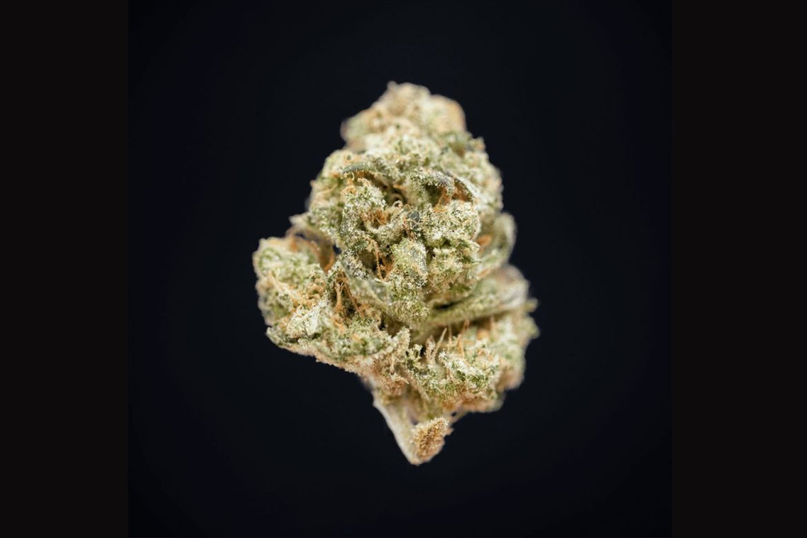 In this feature, we'll tell you everything you need to know about Blue City Diesel, from how it smells and tastes to its effects, medicinal uses, and side effects. 