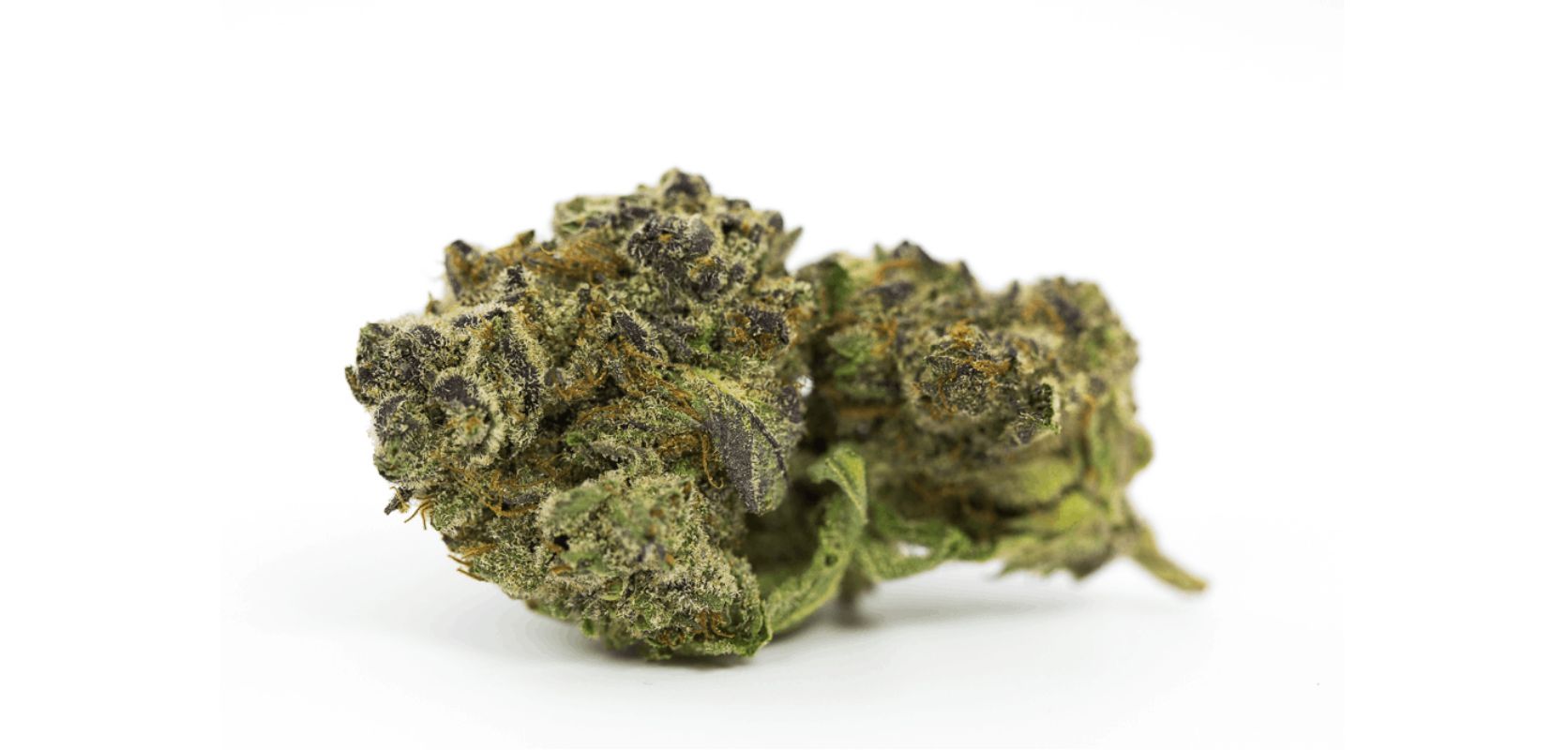 One of the standout terpenes in Ghost Train Haze is terpinolene, which takes the lead in its unique blend. 