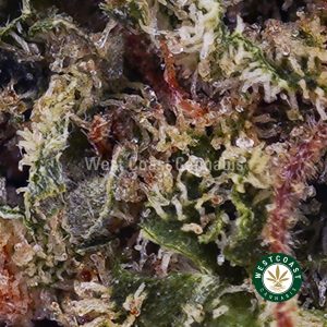 Buy weed Dragon’s Breath AAAA (Popcorn Nugs) wccannabis weed dispensary & online pot shop