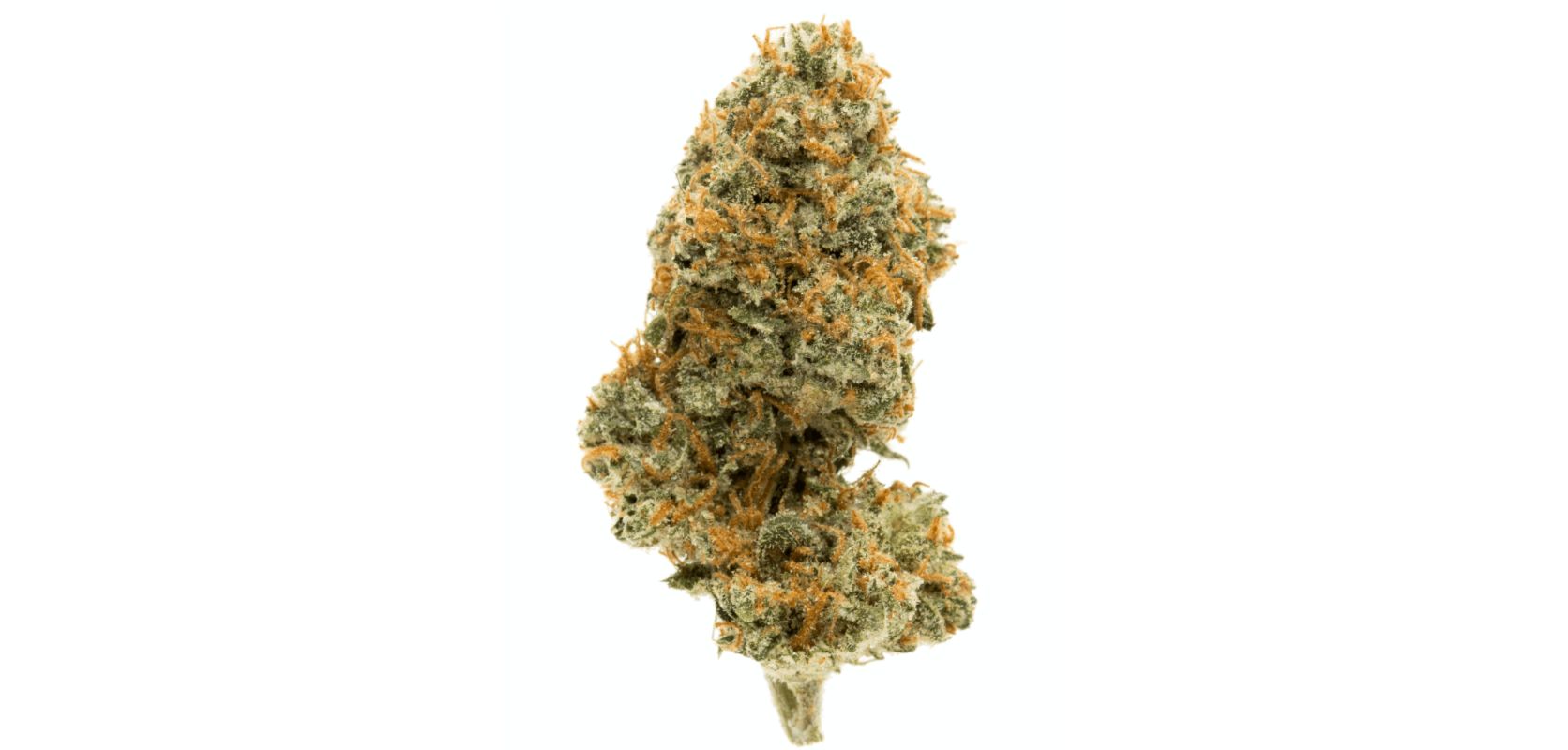 Ghost Train Haze, known as the "Most Potent Strain on Earth," is a bud that will leave you in awe of its power and long-lasting effects. 