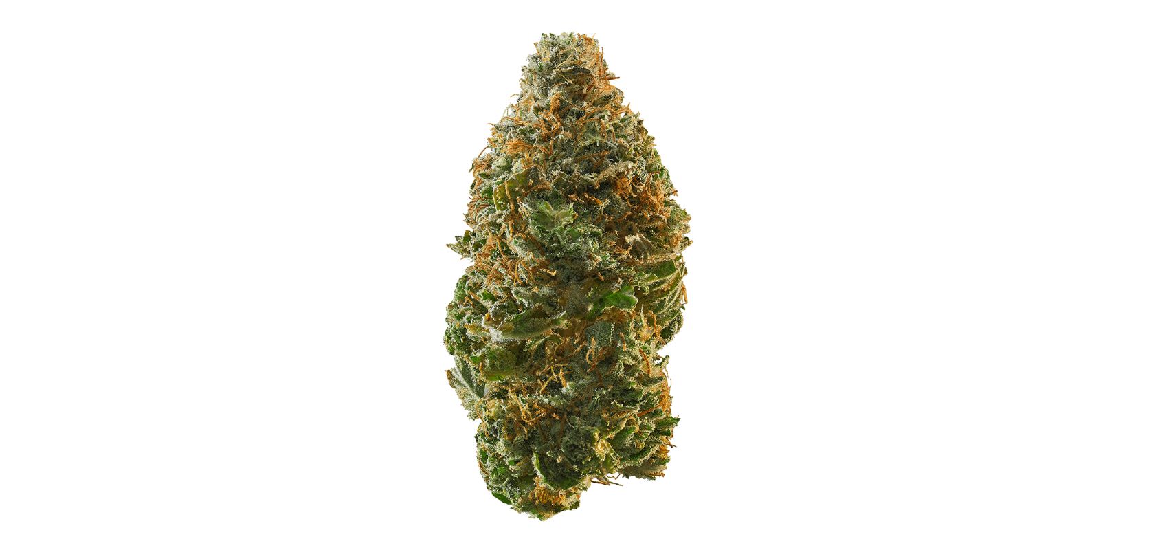Get ready for a thrill ride as we introduce you to the Trainwreck strain—a potent Sativa-dominant hybrid (80 percent Sativa and 20 percent Indica). 