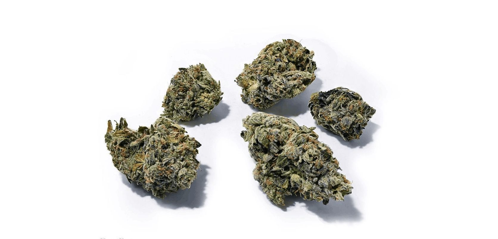 The Black Tuna strain is a fascinating hybrid, meticulously crafted with a perfect balance between Sativa and Indica. 