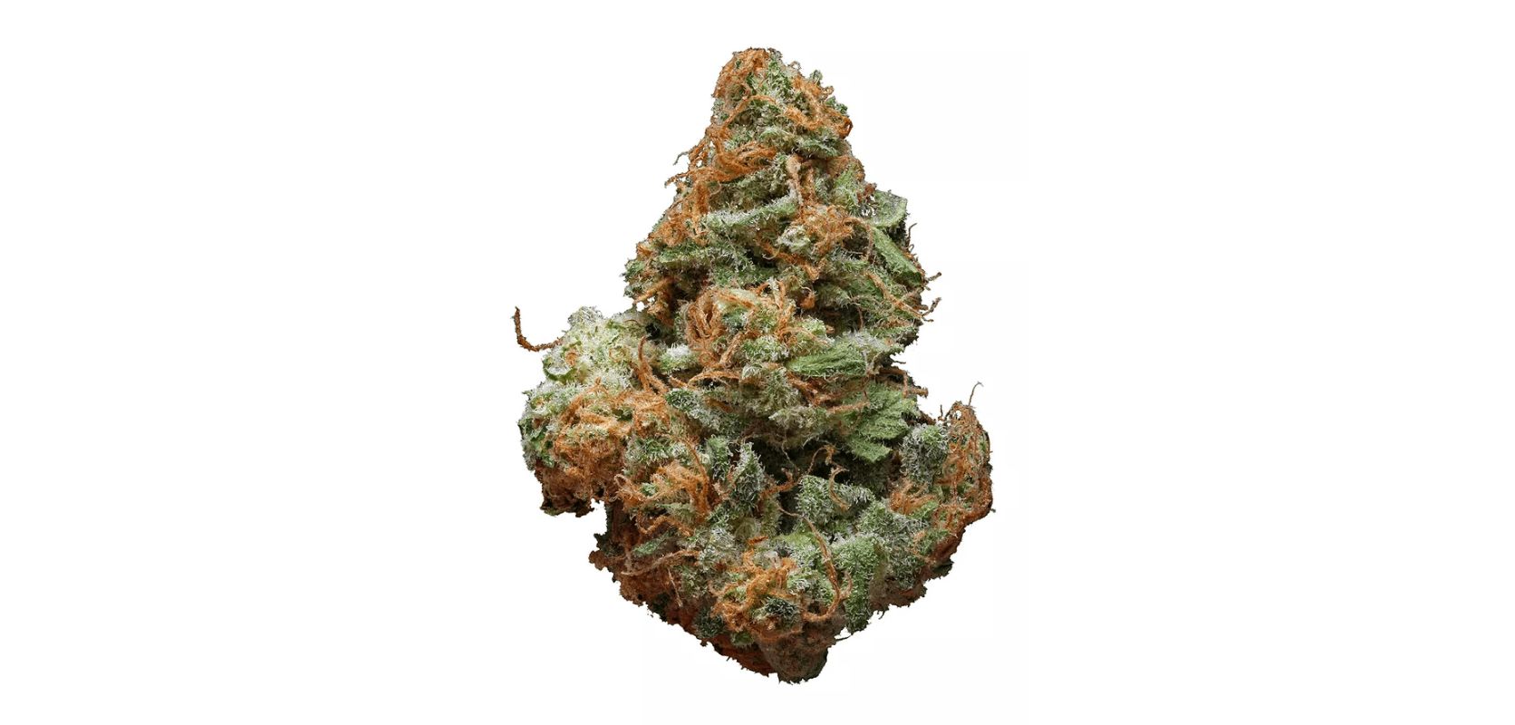 Believe it or not, the mighty Blue Cheese is recognized far and wide as one of the dankest, most potent Indica-dominant strains on the Canadian weed scene. 