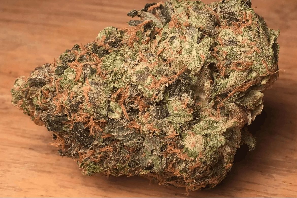 Pink Kush strain is renowned for its robust effects, capable of inducing profound relaxation and euphoria that persist for extended periods.