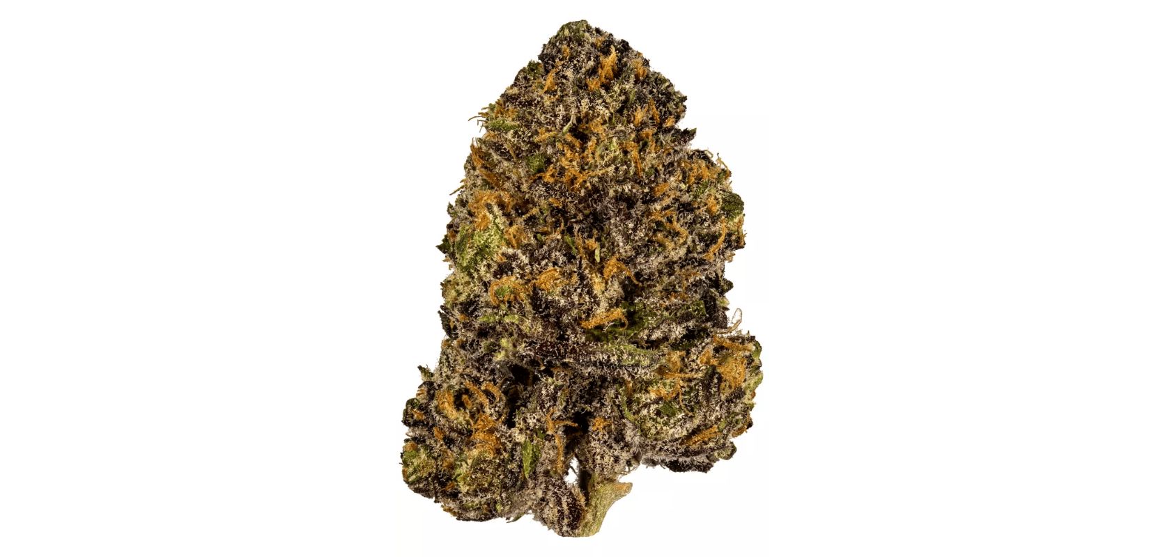 The Grand Daddy Purple strain delivers a potent psychoactive experience while enchanting your senses with its vibrant purple foliage and fruity grape and berry aroma.
