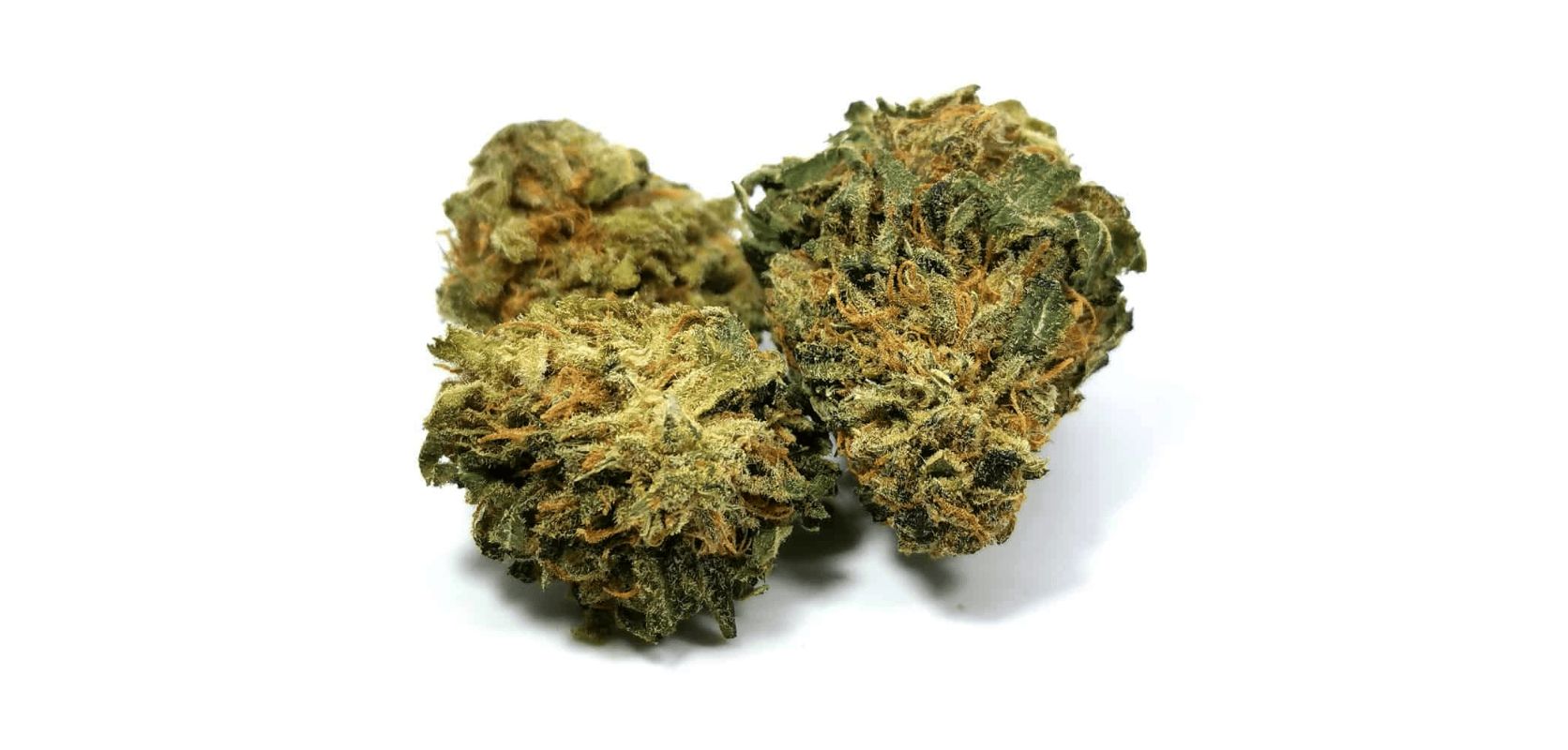 The Rockstar OG strain is a mellow bud - the THC content ranges between 14 to 19 percent, placing this Indica into the more "balanced" zone. 