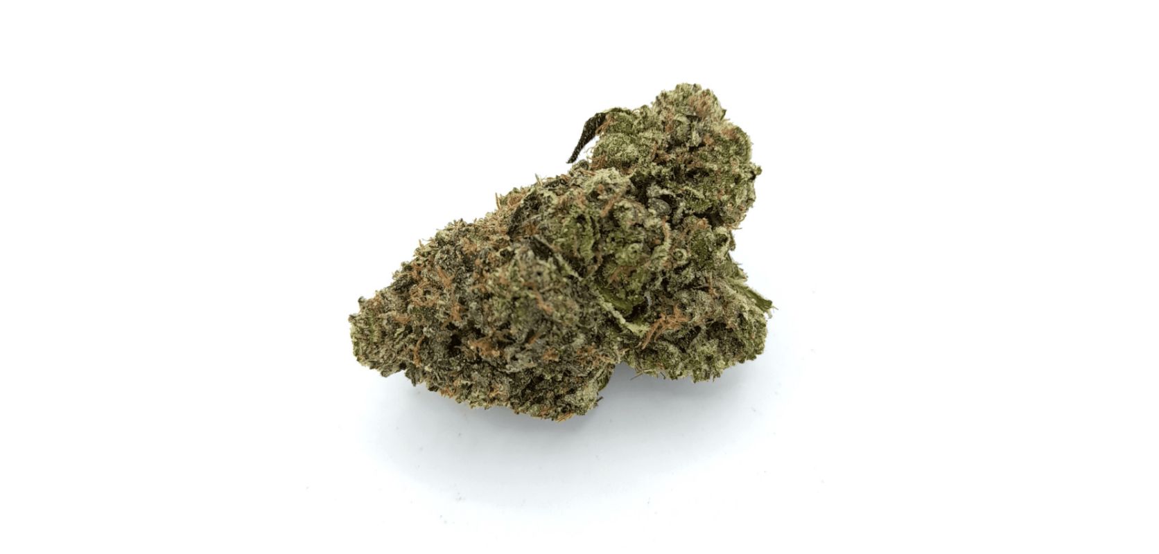 The name of the Rockstar Tuna strain isn't without a reason - this bud has a distinct foul and rotten fish aroma that will stink up every room you step into. 