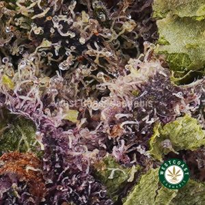 Buy weed Purple Amnesia AAAA wccannabis weed dispensary & online pot shop