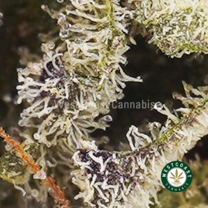 Buy weed Mandarin Sunset AAAA wc cannabis weed dispensary & online pot shop