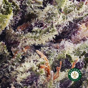 Buy weed Black Cherry Punch AAA wc cannabis weed dispensary & online pot shop