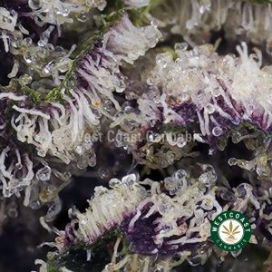 Buy weed Purple Thunder Fuck AAAA (Popcorn Nugs) wc cannabis weed dispensary & online pot shop