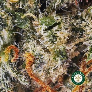 Buy weed King Tut AA wc cannabis weed dispensary & online pot shop