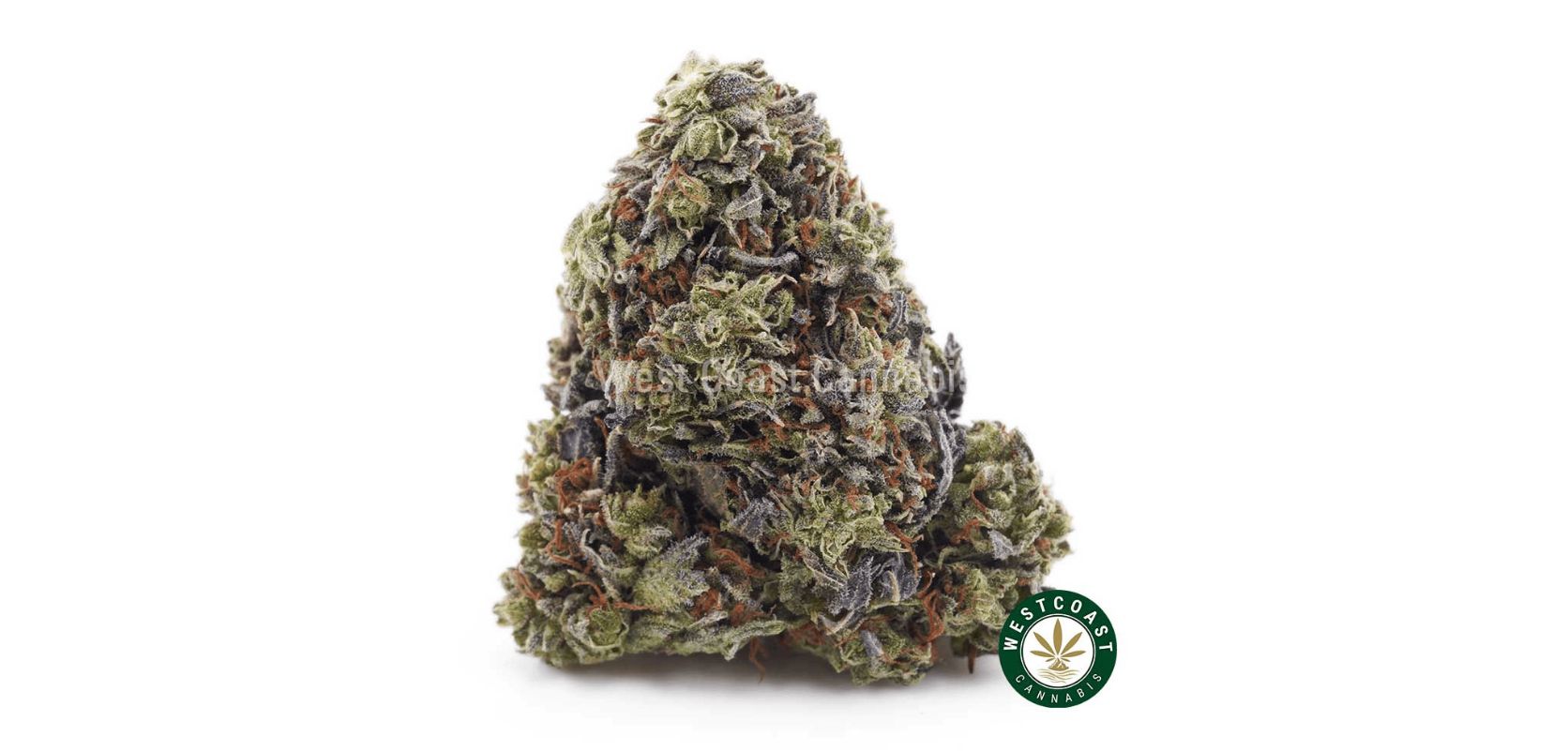 The Amnesia Haze AA is a diverse Sativa and an ideal choice for people who want to feel euphoric, energized, happy, and creative. 