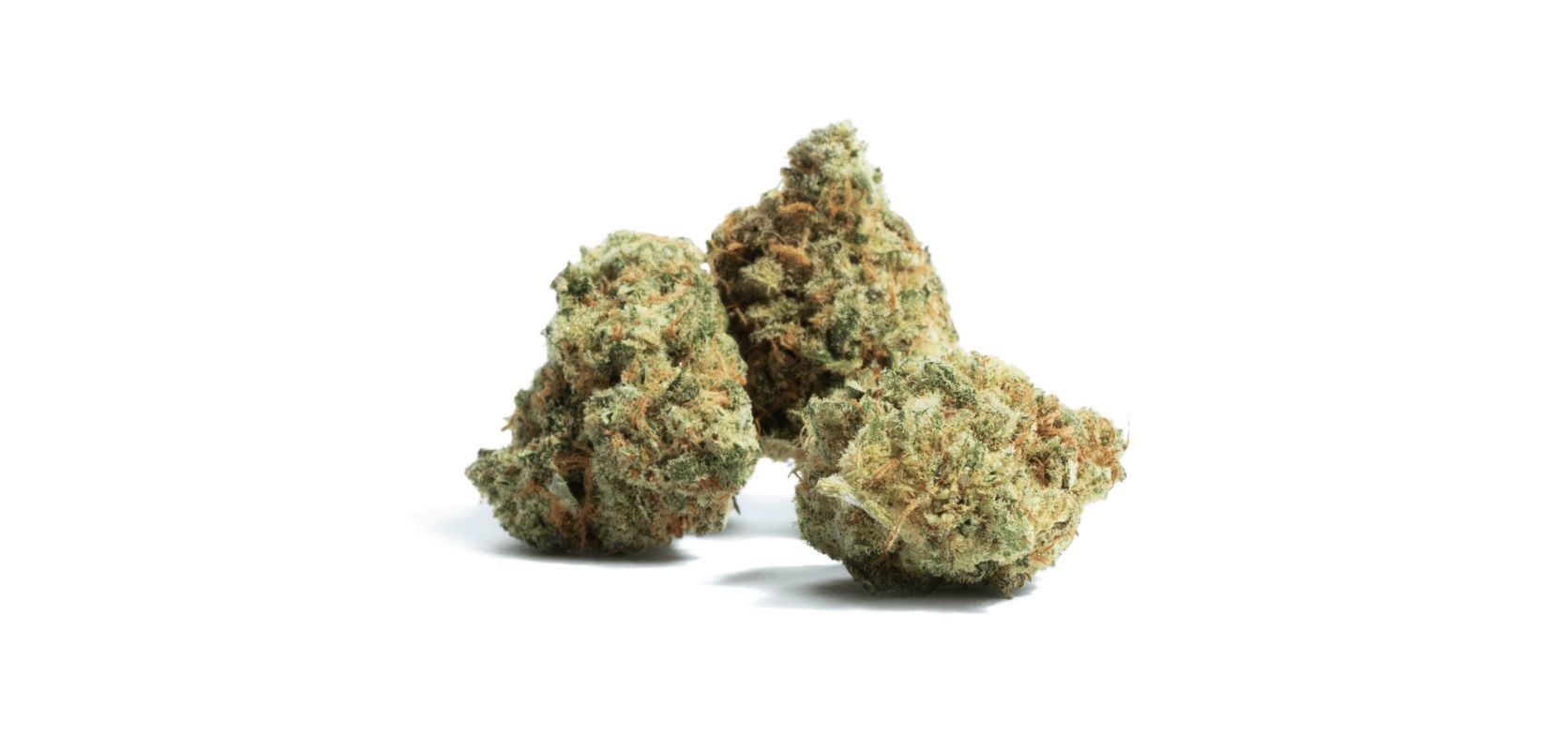 The Amnesia Haze is a cult legend, like Afghani and the notorious Blue Dream strain. 